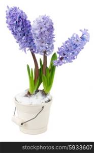 Hyacinths blue flowers in pot isolated on white background. Hyacinths flowers