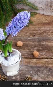 Hyacinths blue flowers in white pot on wooden background. Hyacinths flowers