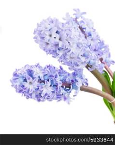 Hyacinths blue flowers isolated on white background. Hyacinths flowers
