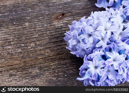 Hyacinths blue flowers on wooden background with copy space. Hyacinths flowers