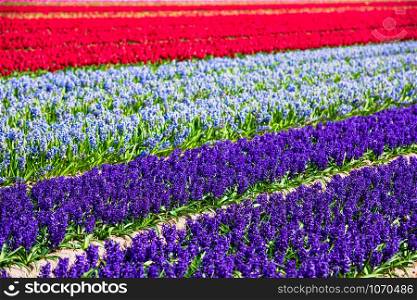 Hyacinths field in the Netherlands. Spring shot