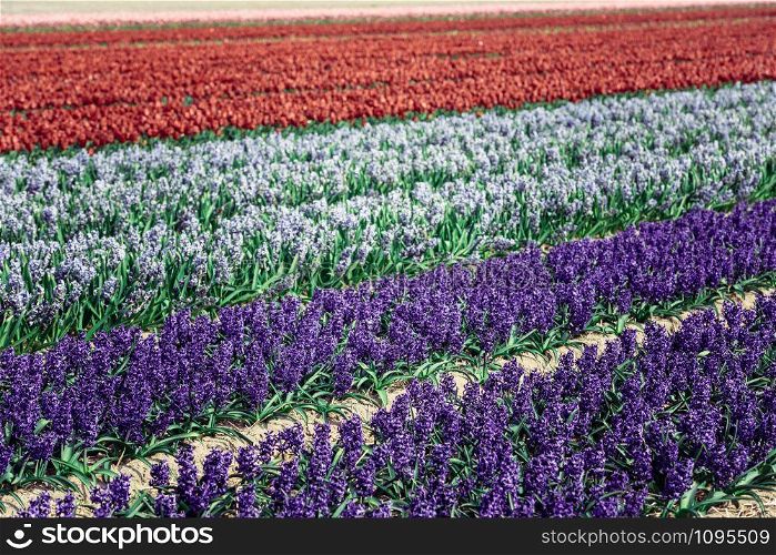 Hyacinths field in the Netherlands. Spring shot