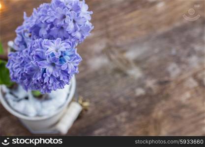 Hyacinths flowers in white pot on wooden background. Hyacinths flowers