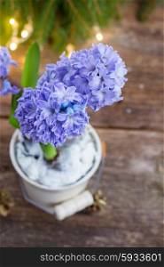 Hyacinths flowers in white pot on wooden table. Hyacinths flowers