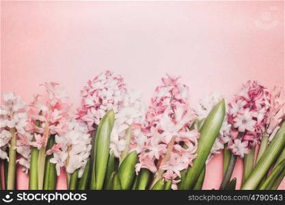 Hyacinths flowers on pastel pink background, top view. Springtime and gardening concept