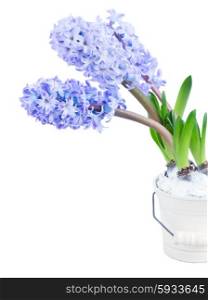 Hyacinths fresh blue flowers isolated on white background. Hyacinths flowers