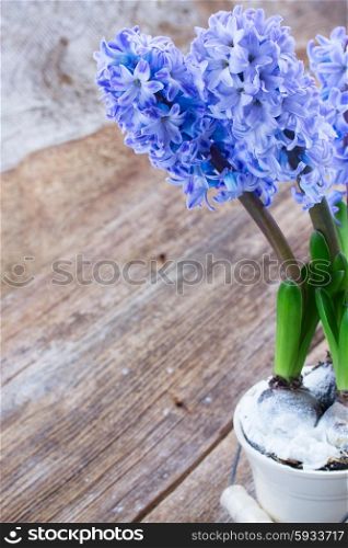 Hyacinths fresh blue flowers on wooden background with copy space. Hyacinths flowers