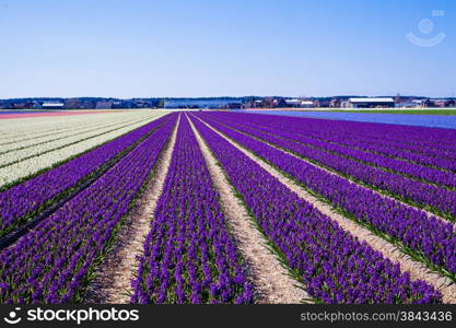 hyacinths in a dutch bulb field