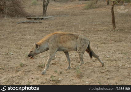 Hyaena - Africa