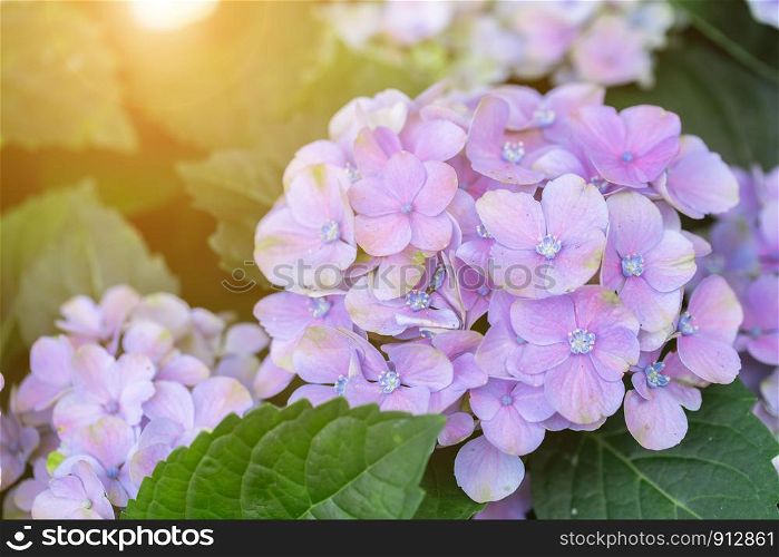 Hydenyia flower and green leaf background in garden at sunny summer or spring day for postcard beauty decoration and agriculture design.