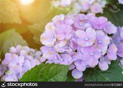 Hydenyia flower and green leaf background in garden at sunny summer or spring day for postcard beauty decoration and agriculture design.