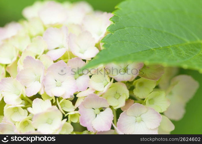 Hydrangea