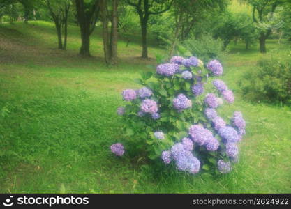 Hydrangea