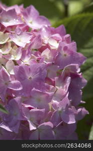 Hydrangea