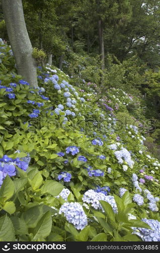Hydrangea