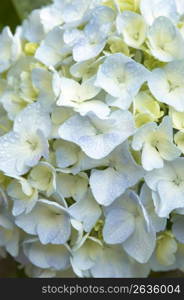 Hydrangea