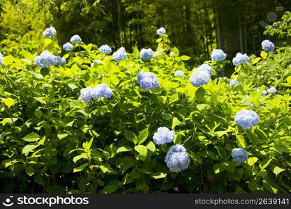 Hydrangea