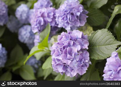 Hydrangea