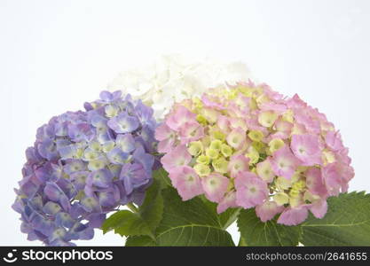 Hydrangea