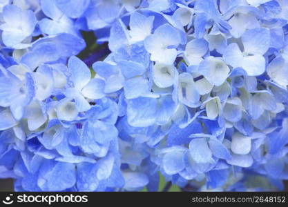 Hydrangea