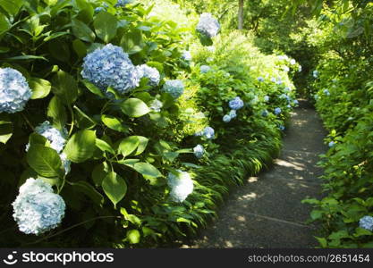 Hydrangea