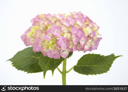 Hydrangea