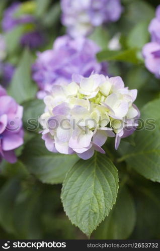 Hydrangea