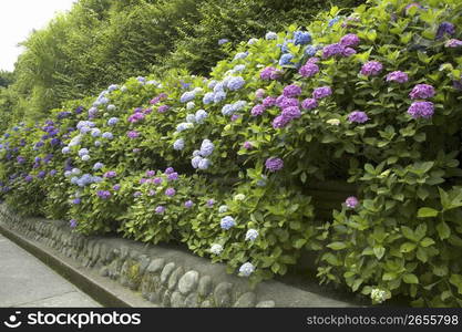 Hydrangea