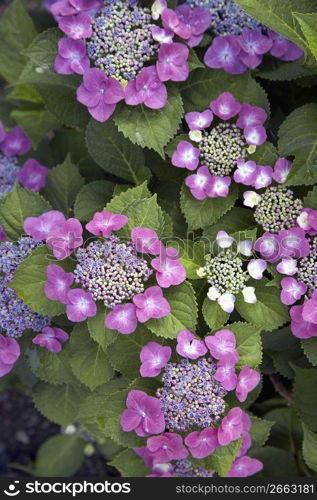 Hydrangea