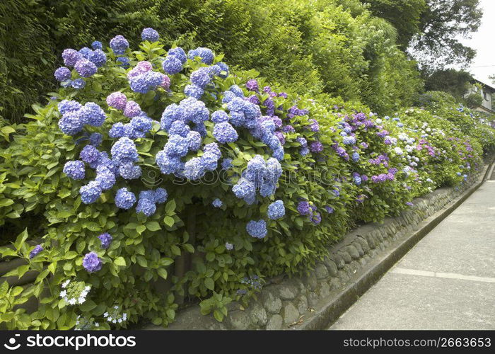 Hydrangea