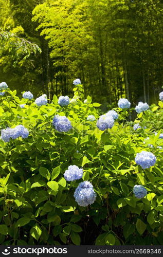 Hydrangea