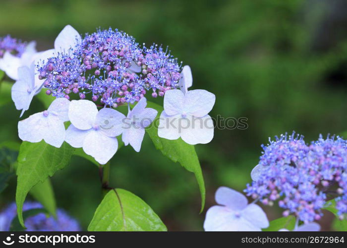 Hydrangea