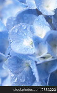 Hydrangea