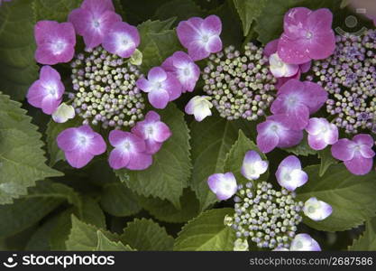 Hydrangea