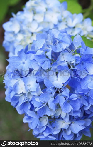 Hydrangea