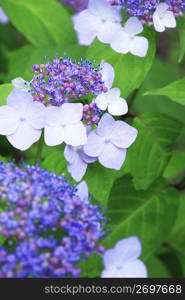 Hydrangea