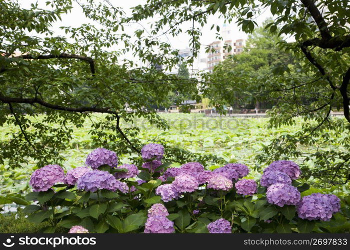 Hydrangea