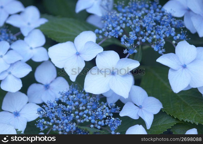 Hydrangea