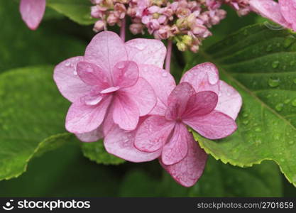 Hydrangea