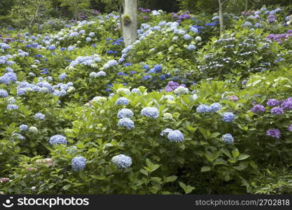 Hydrangea