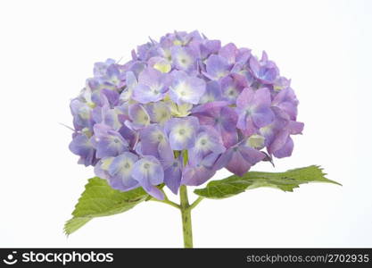 Hydrangea