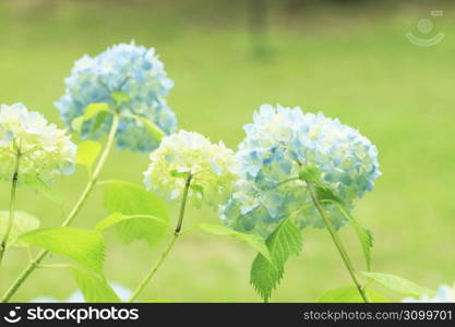 Hydrangea