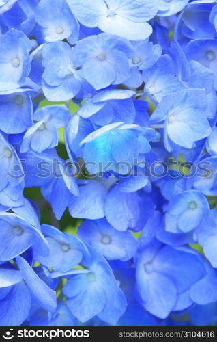 Hydrangea
