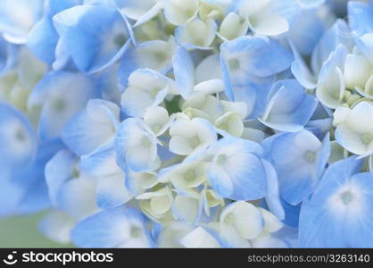 Hydrangea