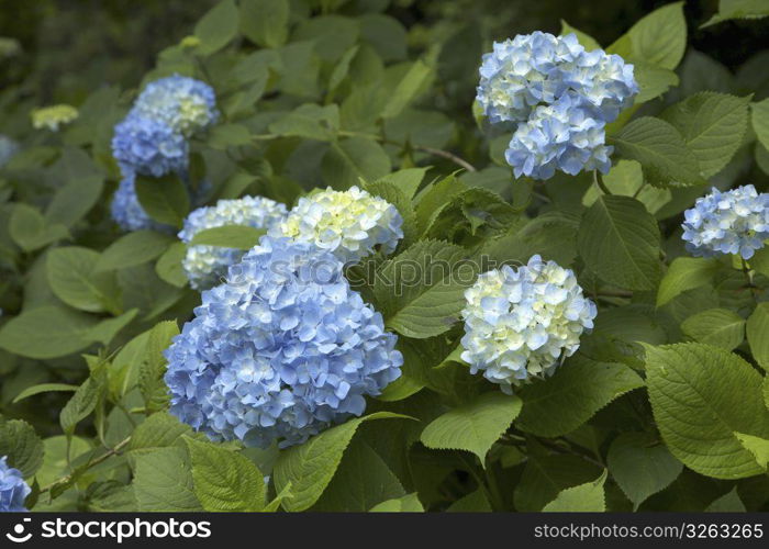 Hydrangea