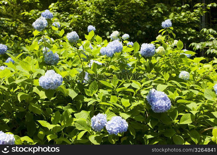 Hydrangea
