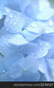 Hydrangea