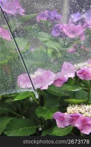 Hydrangea and Umbrella