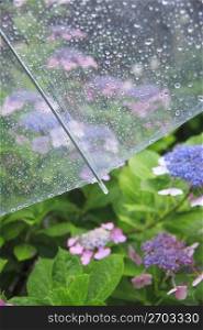Hydrangea and Umbrella
