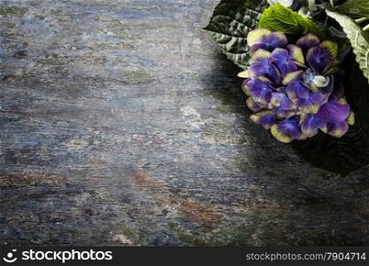 Hydrangea flower on wooden background